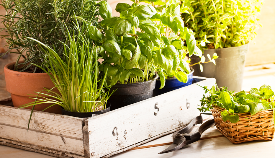 Cómo cultivar un jardín de hierbas veganas en casa