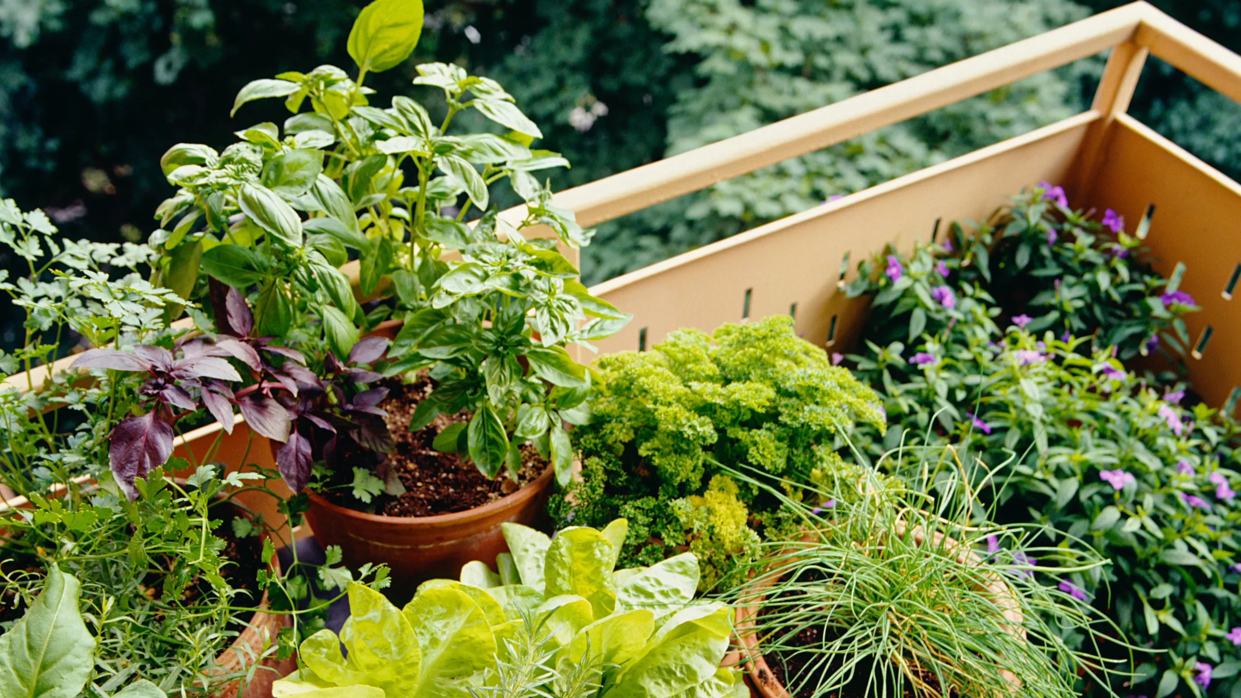 Cómo cultivar un jardín de vegetales veganos en tu balcón