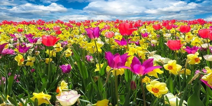 Recetas veganas con productos de temporada de primavera
