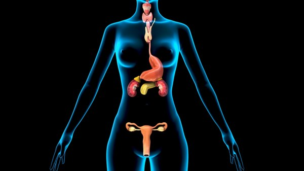 sistema endocrino